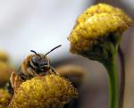 Bi på renfauna(ses förstorad)