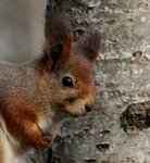 Kurre p&aring; bes&ouml;k