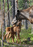 Familjeidyll i naturen... !!!