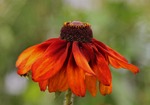 Sommarrudbeckia