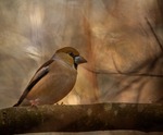 Hawfinch.