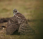 Duvh&ouml;k med sitt g&ouml;mda byte under fj&auml;drarna