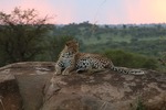 Leopard i kvällsljus