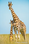 Giraffer