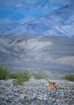 Death Valley Coyote