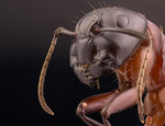 Camponotus face