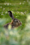 Hare