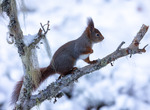 Ekorre i snölandskap, första snön