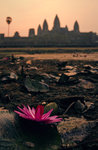 The Cambodian Water Lily