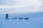 Med hundspann över fjället