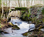 Den gamla bron i skogen