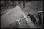 Walkin' the Dog