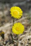 tussilago