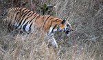 Bandhavgarh Nationalpark, Bengalisk Tiger