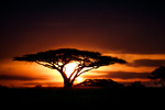 Soluppgång i Serengeti