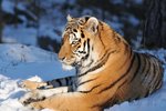 Amurtiger