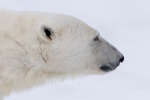 Isbjörn profil