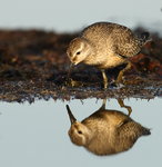 Kustsn&auml;ppa i f&ouml;dos&ouml;k bland t&aring;ngen