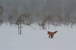 Micke i snöstorm