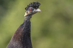 Southern Crested Guineafowl