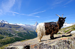 Bergsget vid Matterhorn