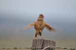 Rufous-Naped Lark, (Rödnackad lärka) i sångextas i Sydafrika!