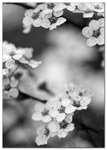 Spirea