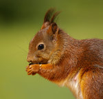 Portr&auml;tt p&aring; ekorre