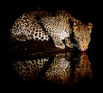 Leopard Kiss by Night