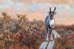 Ren vandrar på Kungsleden