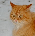 Truls ute i sn&ouml;n