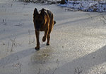 Vinterhund på hal is