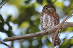 Cuban Pygmy Owl