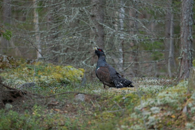 Tjäderspel