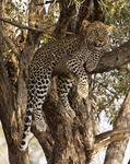 Leopard Masai Mara