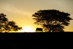 Elefant i motljus - Zimanga