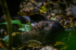 bonobo infant looking up at his mother