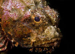 Scorpionfish