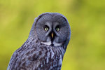 Great grey owl