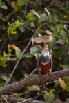 RINGED KINGFISHER