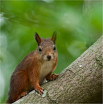 Samlande Ekorre