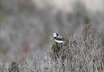 White-fronted Chat