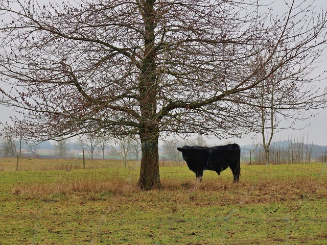 &Auml;r det Ferdinand m&aring;ntro?