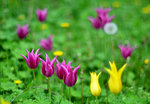 Flowers in green and pink