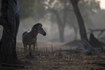 Zebra i gryningen