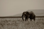 Serengeti elefant