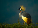 Grey Crowned Crane