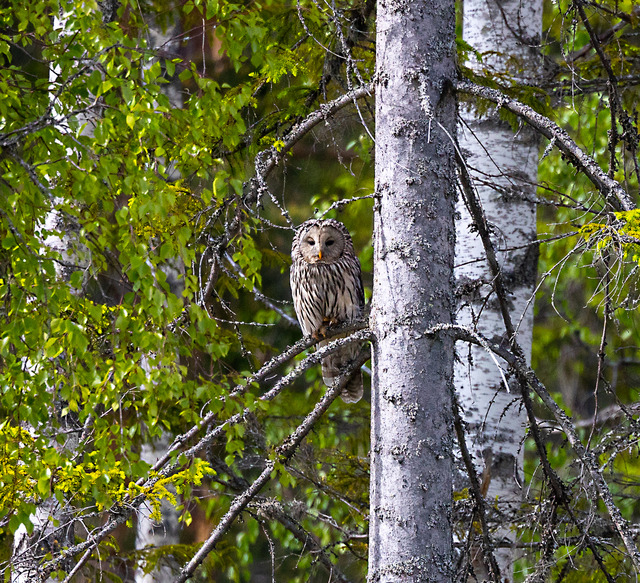 Ett fint m&ouml;te i skogen!