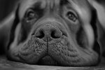 mastiff