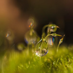 I mossan samlas daggen